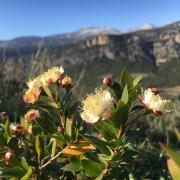 Top Dorgali