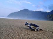 Green ijen homestay and tour