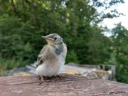 Top Limbach - Oberfrohna