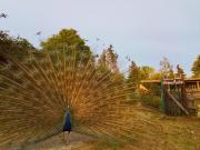 Agriturismo Podere Asche