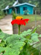 Top Tortuguero