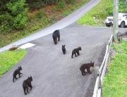 Roundtop Mountain Ridge cabin