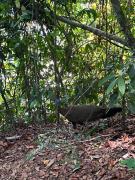 Top Bukit Lawang