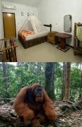 Brown Bamboo Guest house & jungle trekking orang-utan