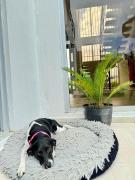 Top Carmen de Apicalá