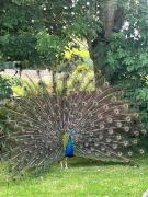 Family and pet friendly farm stay