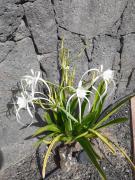 Estudio Vista Rubicon