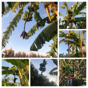 Villa Banana, appartment near Tropea