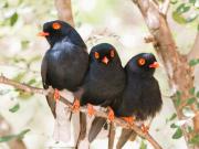 Elephant Memories Glamping Safari Tents and more