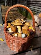 Top Guzowy Piec Top Guzowy Piec