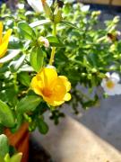 Top Carini Top Carini