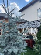 Pensiunea Alexandra Livia