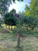 Top Omarë Top Omarë