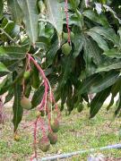 Top Angola Top Angola