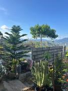 Top Tanay