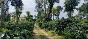 Top Madikeri