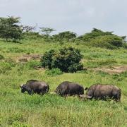 Top Nakuru