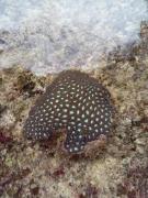Wobbegong Homestay