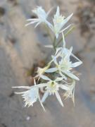 Top Costa Rei Top Costa Rei