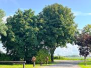 Top Wesselburenerkoog