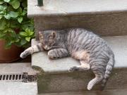 Top Soriano nel Cimino