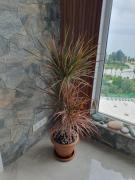 Вип апартаменты