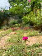 Bougainvillea Homestay 3BR - Lotus Pond - Cooking Class - Pool - BBQ Garden