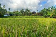 Top Ubud