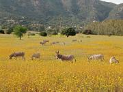 Top Tertenìa Top Tertenìa