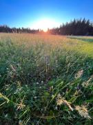 Šumavské apartmány