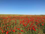 Top Liancourt-Saint-Pierre