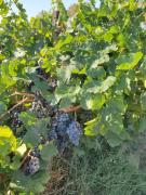 CHAMBRE D HOTES à 4 KMS D UZES " Chez Nadou "