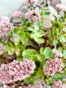 Top Banská Štiavnica