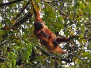 Lawang Inn Restaurant & Jungle Trek