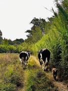 Top Casais da Carneiria