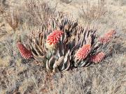 Top Orania