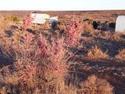 Top Orania