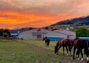 Ferme Équestre - Vue Unique sur les Chevaux