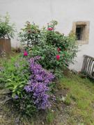 Top Albinen Top Albinen