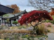 Naju Gotaeg Flowers are blooming on the mountain