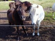 Top Hennickendorf Top Hennickendorf