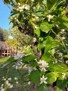Casale Santa Maria di Pulsano - Gargano