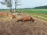 Auszeit auf der Seelenfarm