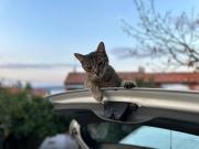 Top Koper