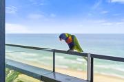 Top Gold Coast Top Gold Coast