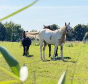 Top Saint-Brieuc-de-Mauron