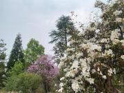 Top Shillong