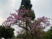 Top Shillong