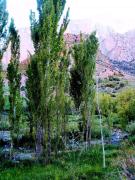 Top Taghia