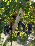 Top Monforte dʼAlba